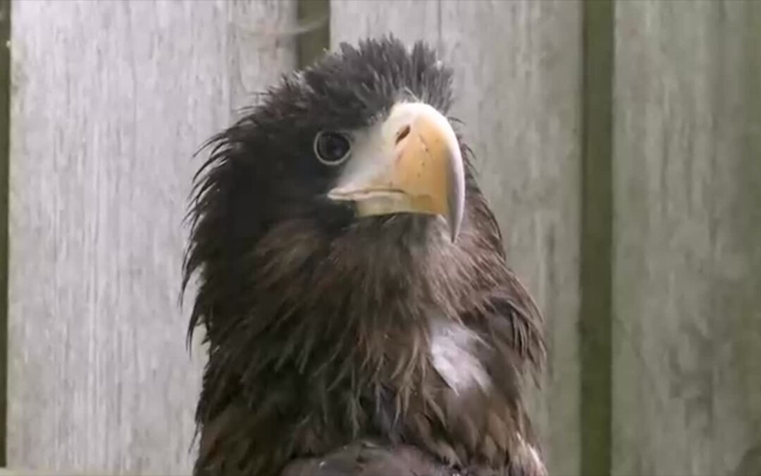 Seeadler-Dame Lagertha ist wieder zu Hause