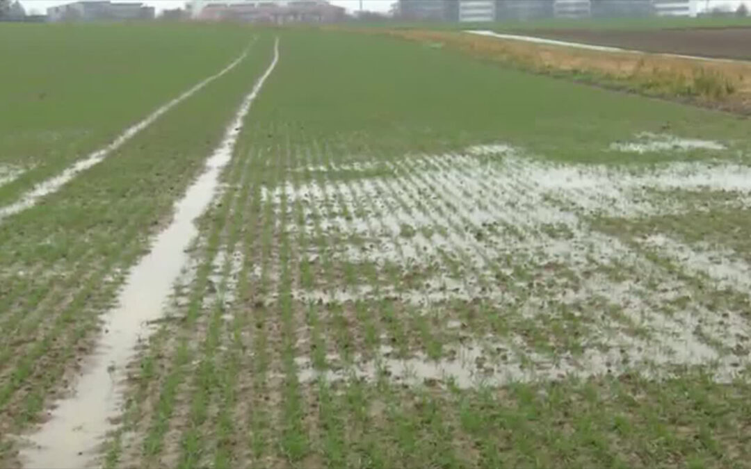 Viel Regen, viel Grundwasser?
