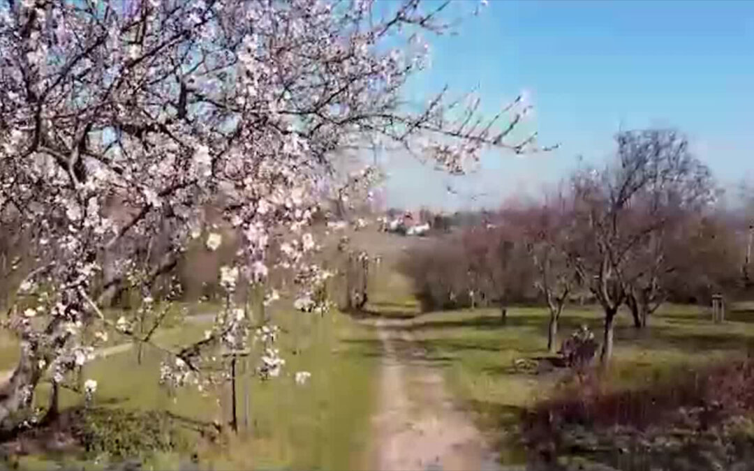 Mandelblüte: Besuchsverbot in Gimmeldingen