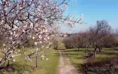 Mandelblüte: Besuchsverbot in Gimmeldingen