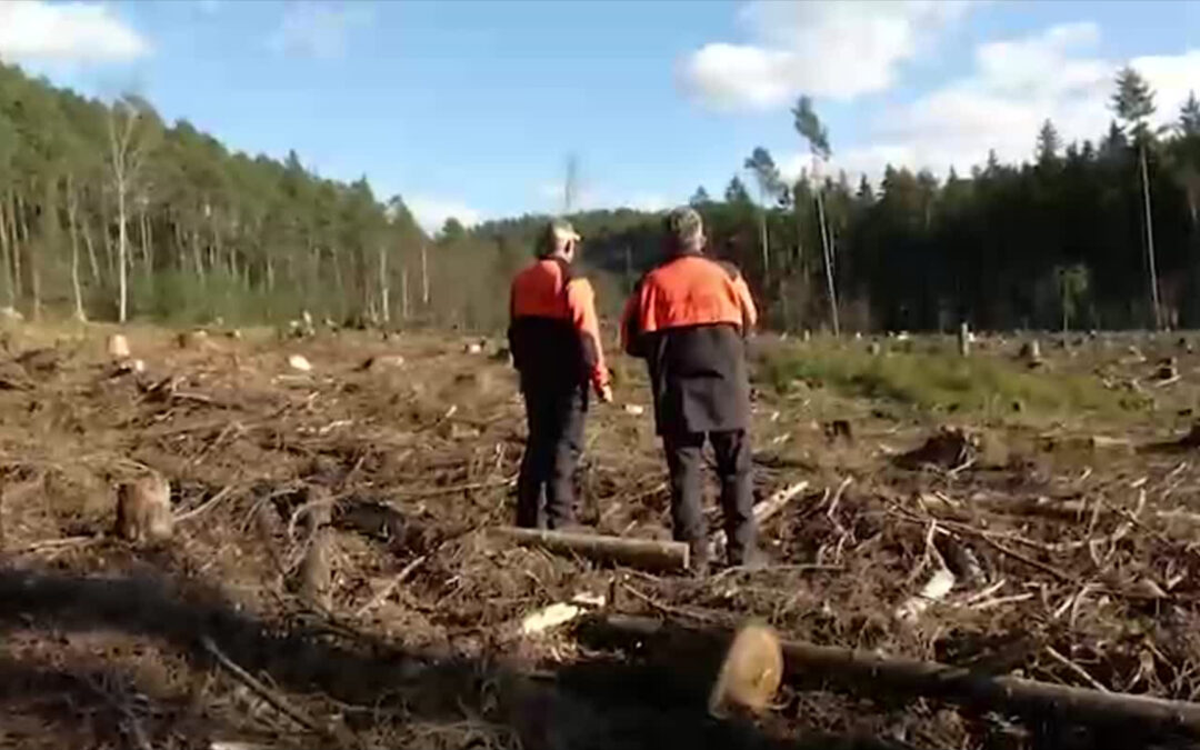 Die Suche nach dem neuen Wald