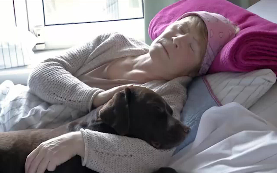 Therapiehund auf der Palliativstation