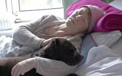 Therapiehund auf der Palliativstation