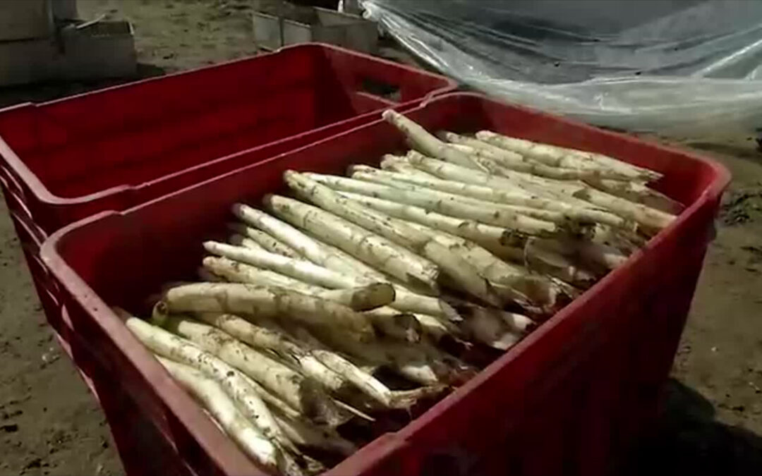 In der Pfalz wird schon der erste Spargel gestochen
