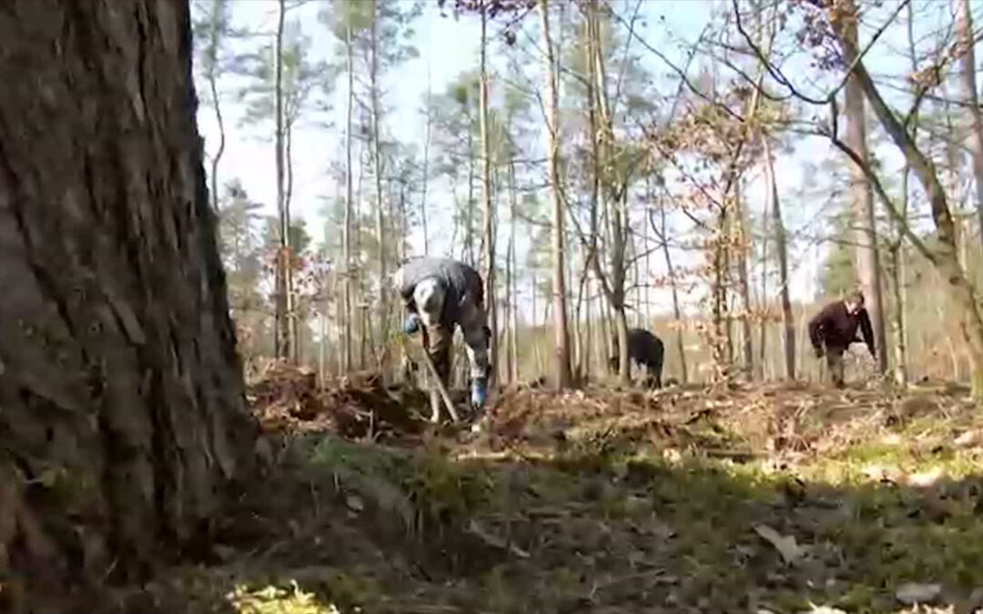 Neue Bäume braucht der Wald