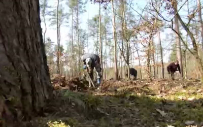 Neue Bäume braucht der Wald