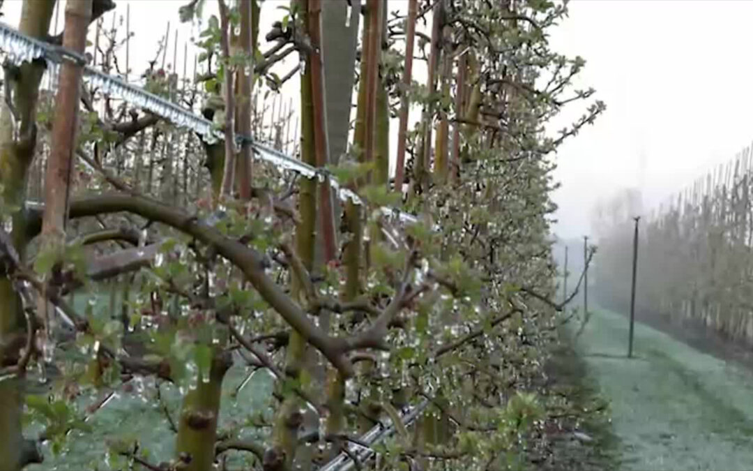 Schutz vor Frost