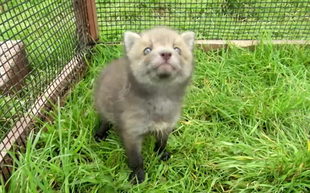 Findelkind Ferdi wird in der Wildtierstation in Maintal aufgepäppelt