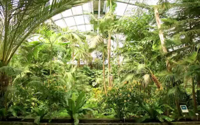 Der Frankfurter Palmengarten feiert Geburtstag