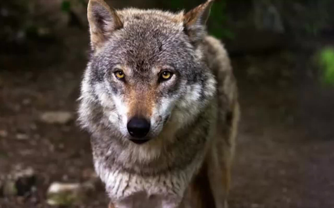 Angst vor dem Wolf