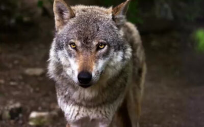 Angst vor dem Wolf