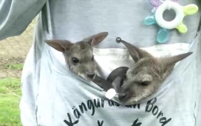 Känguru-Babys finden Adoptiveltern