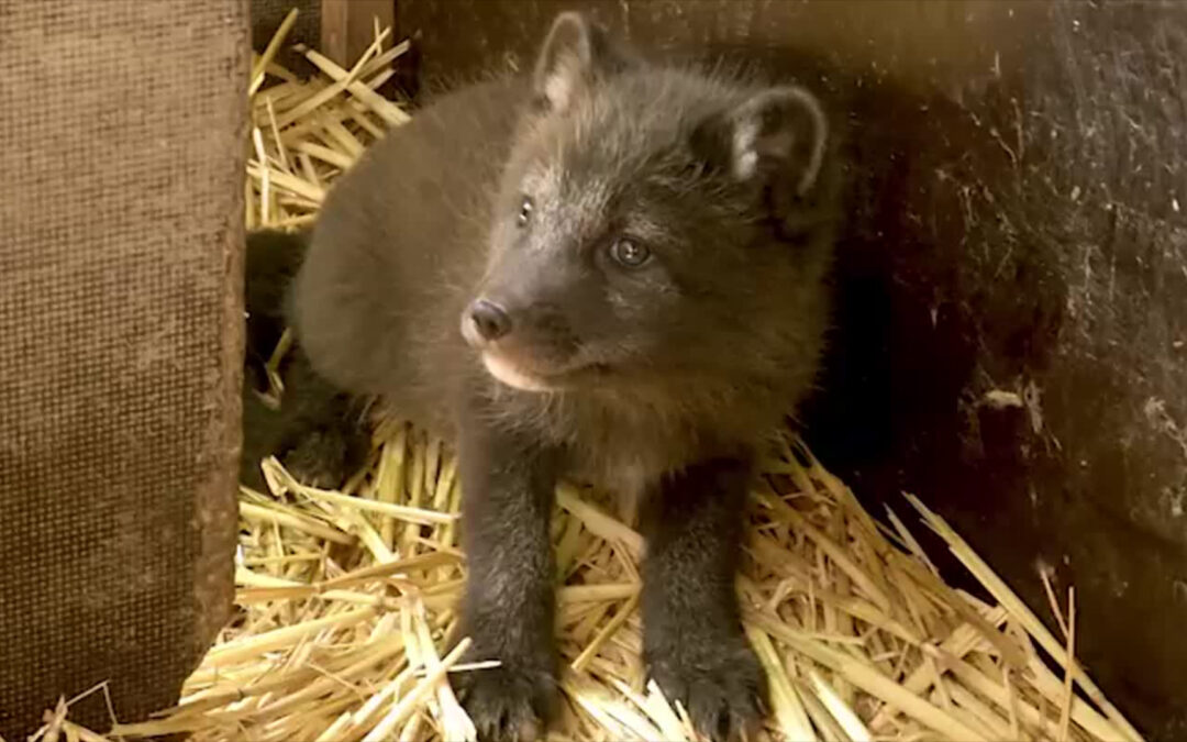 Neun Polarfuchswelpen im Opel-Zoo