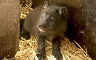 Neun Polarfuchswelpen im Opel-Zoo