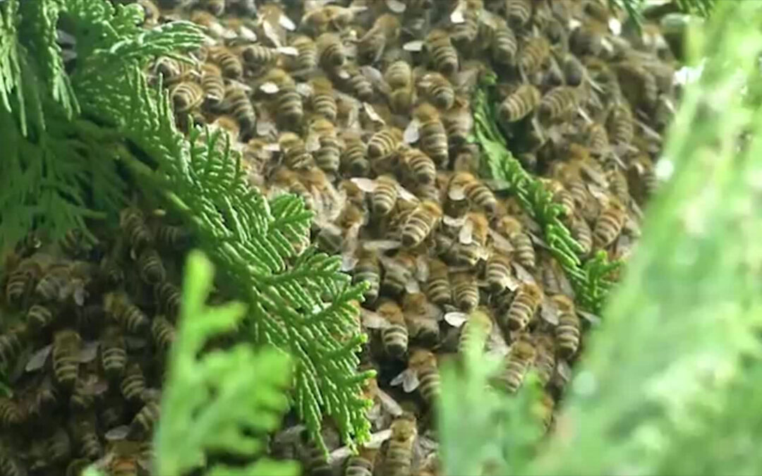 Unterwegs mit dem Bienen-Notruf