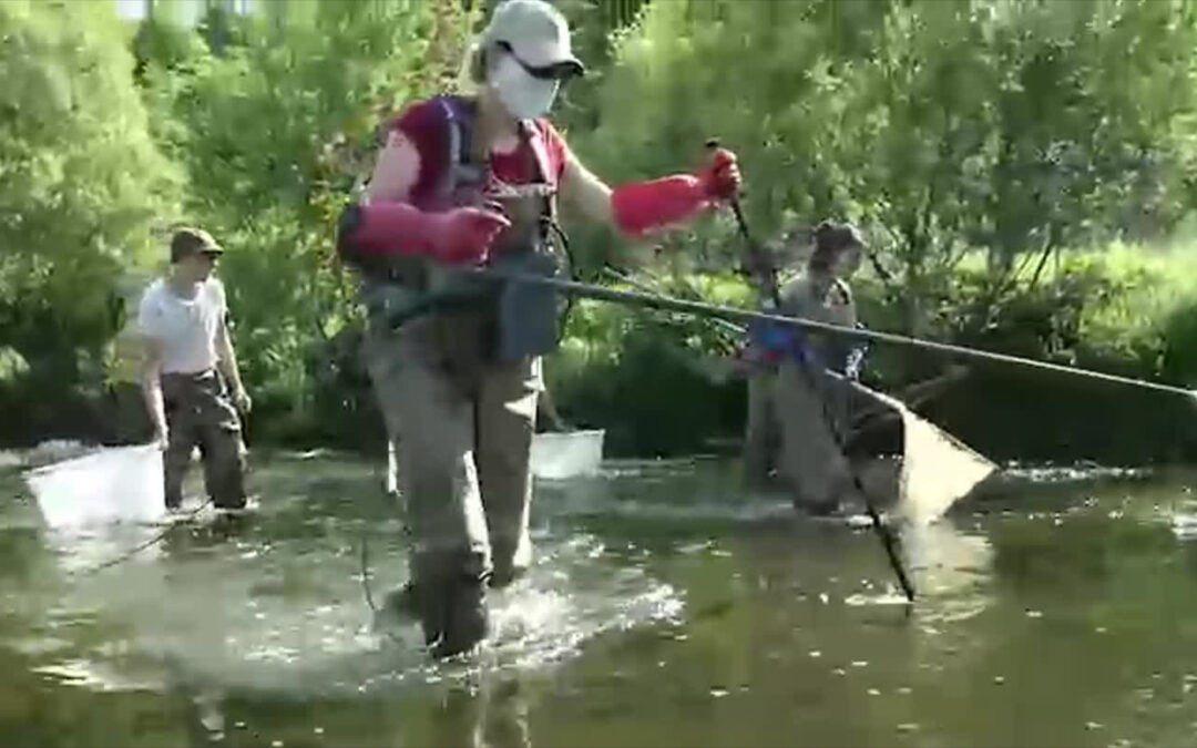 Fischzählung in der Nister