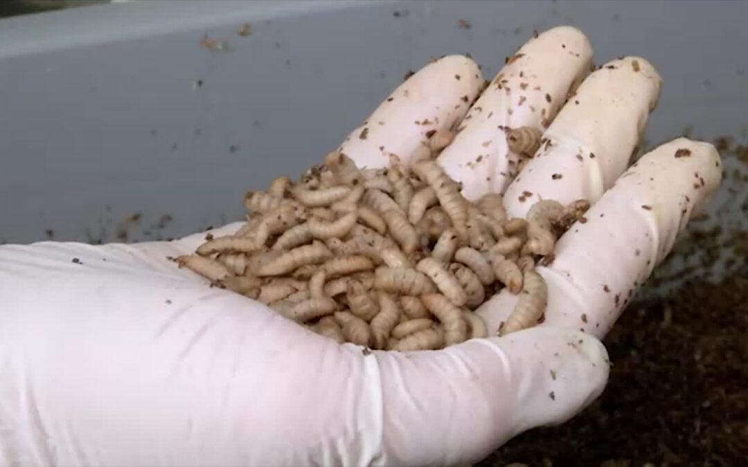 Insektenlarven fürs Frühstücksei