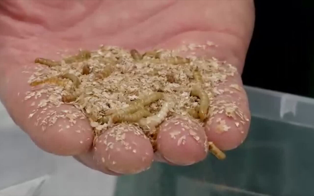 Insekten als Lebensmittel