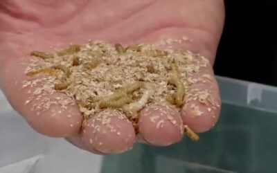 Insekten als Lebensmittel