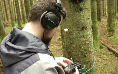 Forscher „hören in den Wald hinein“