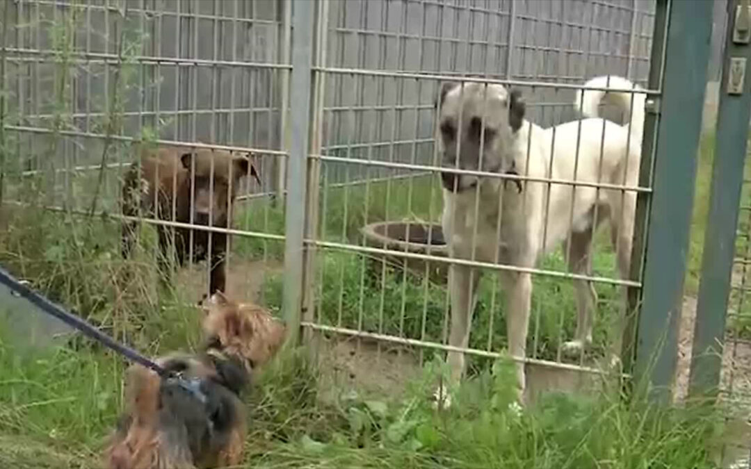 „Corona-Haustiere“ landen im Tierheim