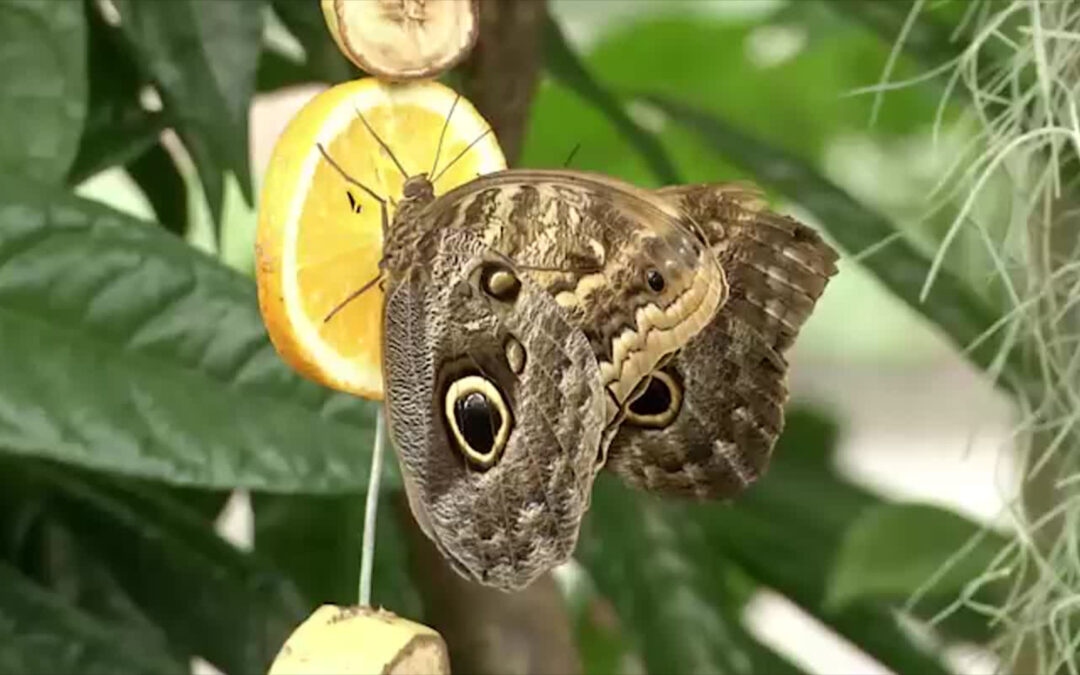 Neues Blüten- und Schmetterlingshaus im Frankfurter Palmengarten