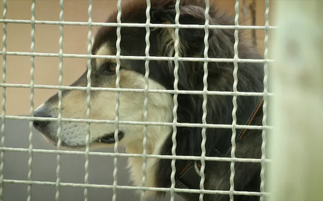 Eine zweite Chance für aggressive Hunde