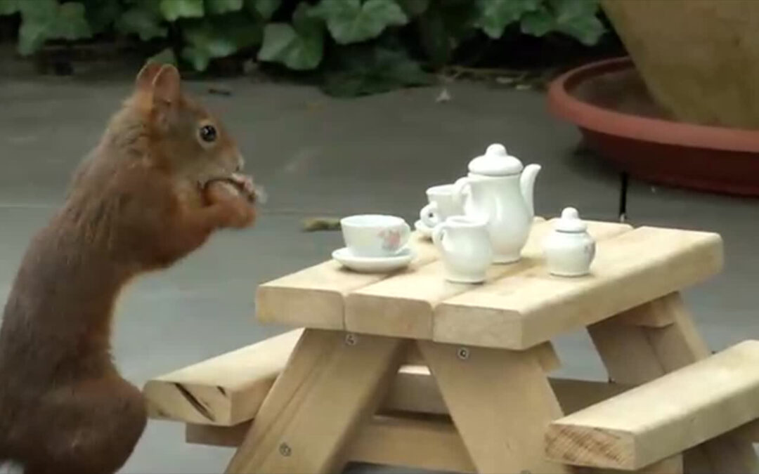 Eichhörnchen als Instagram-Stars