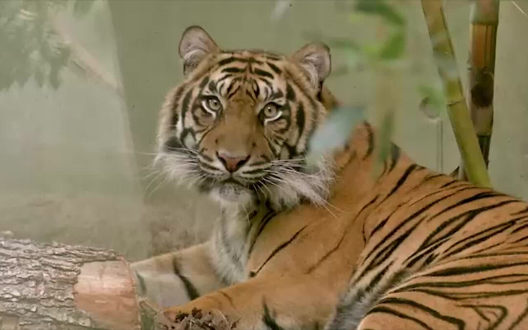 Zwei Tigerweibchen zu Gast im Frankfurter Zoo