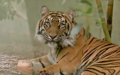 Zwei Tigerweibchen zu Gast im Frankfurter Zoo