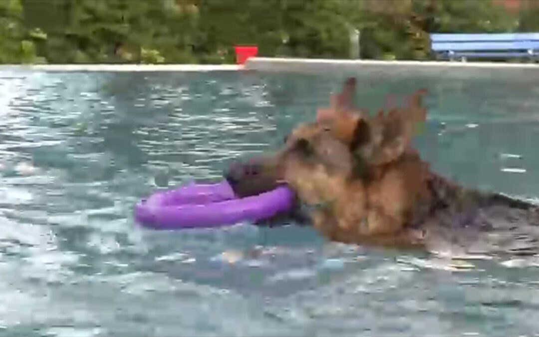 Wenn Vierbeiner und Zweibeiner gemeinsam schwimmen gehen