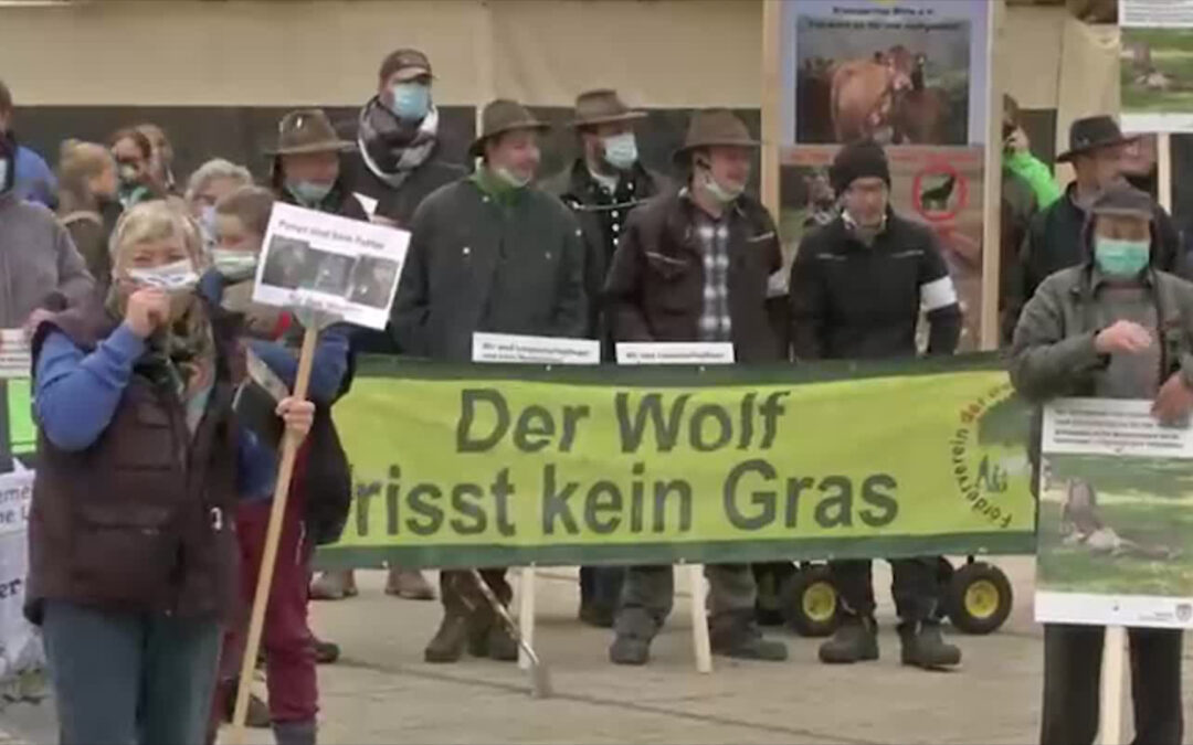 Weidetierhalter demonstrieren gegen den Wolf