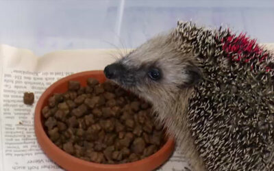 Hilfe für Igel in Kirchwald