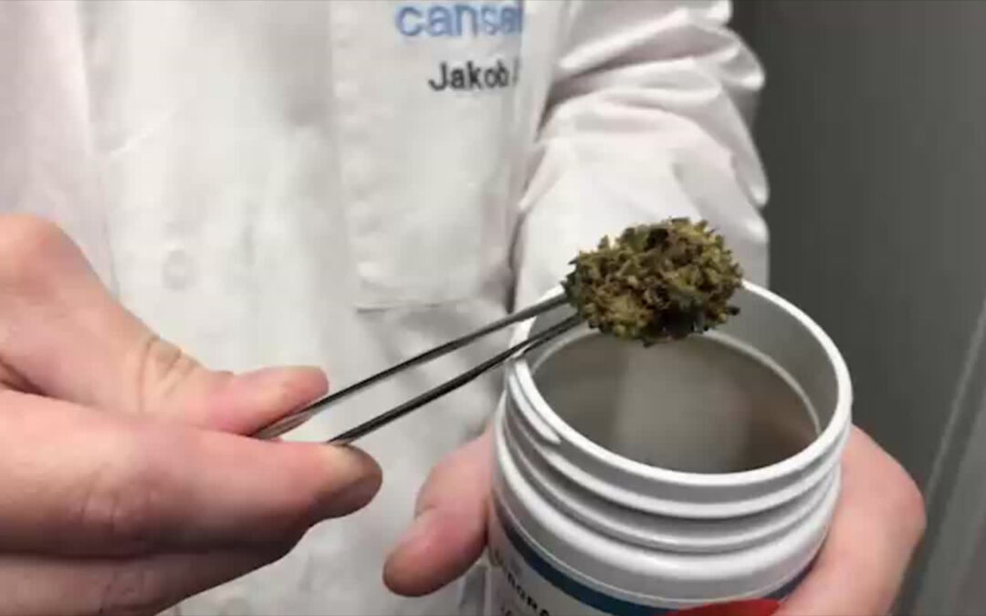 Diskussionen über die geplante Legalisierung von Cannabis