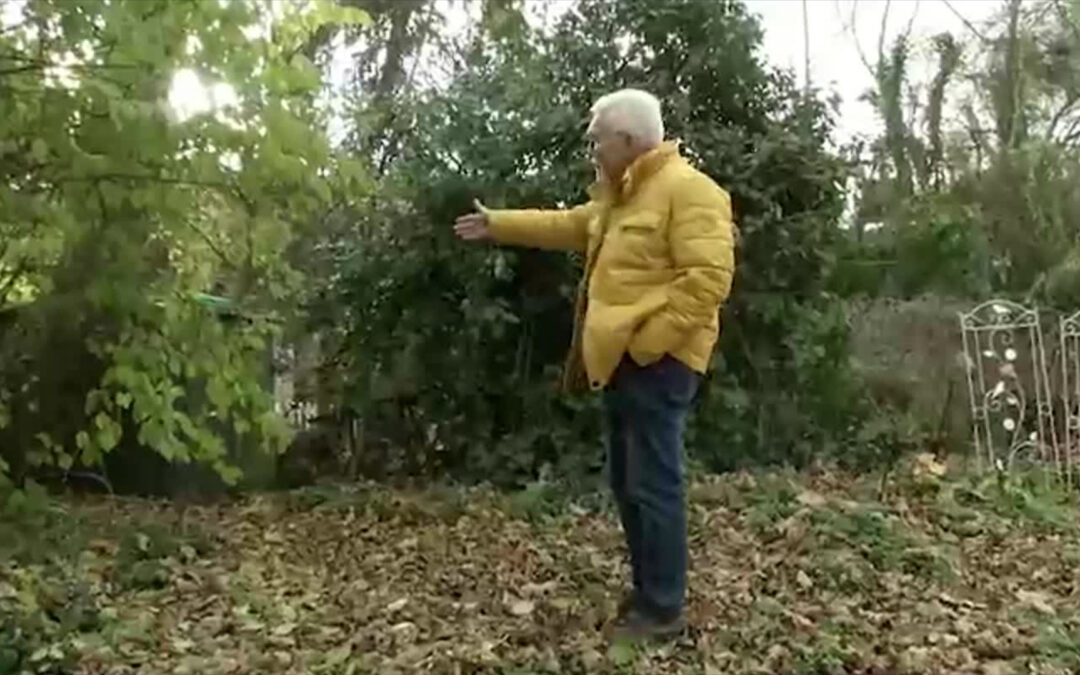 Baumrodung bringt Anwohner auf die Palme