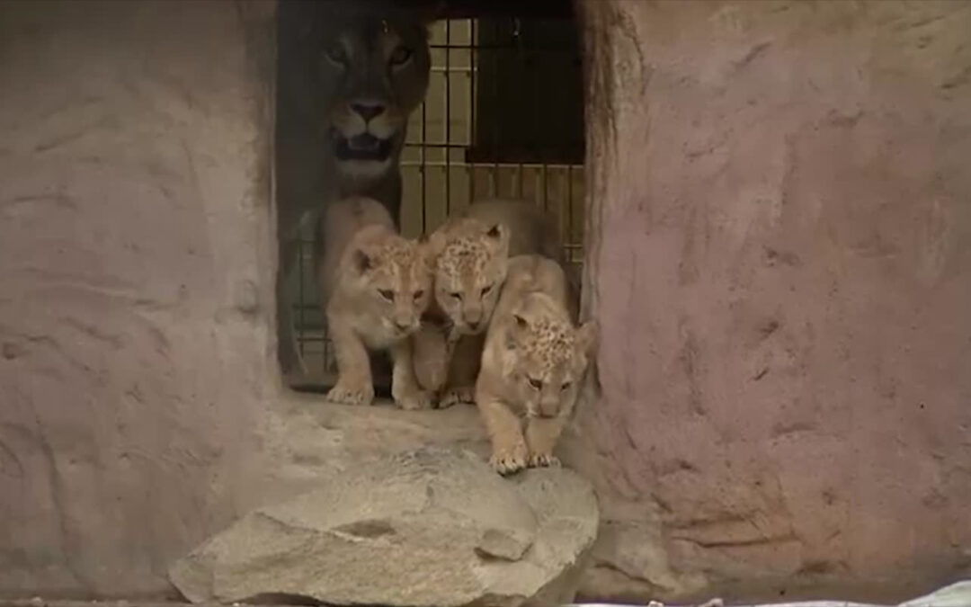 Löwen-Nachwuchs im Zoo Neuwied