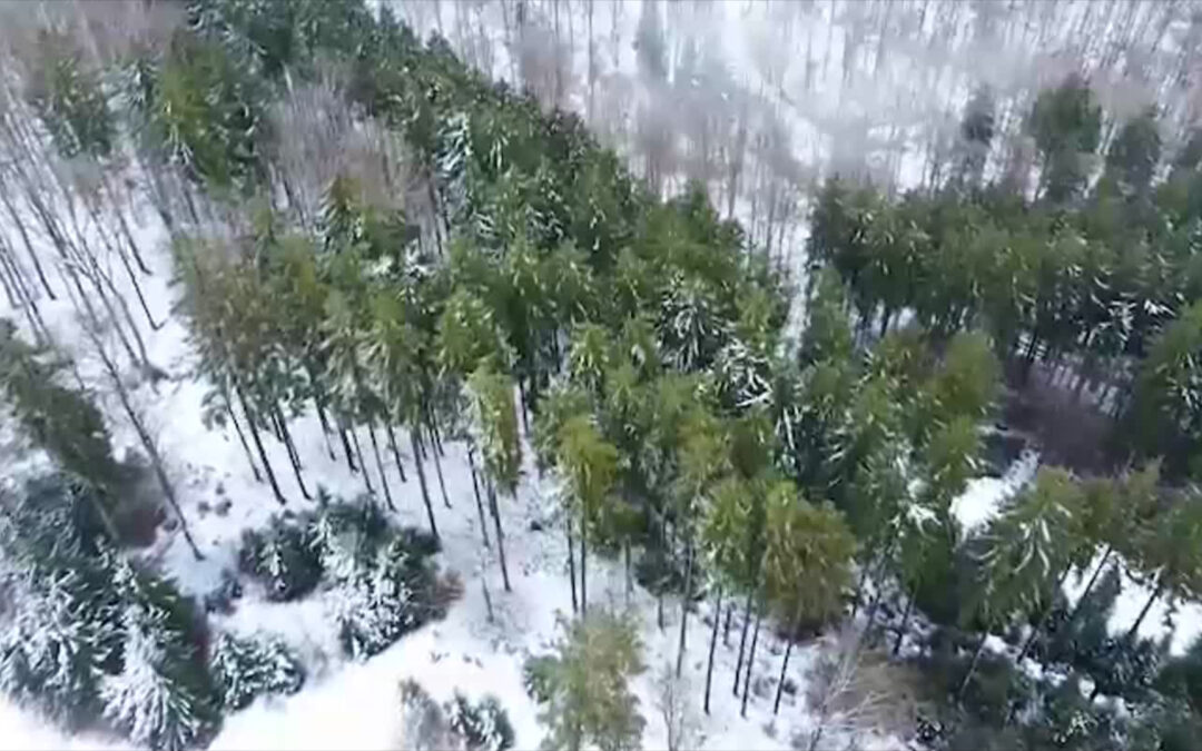 Der Wald der Zukunft
