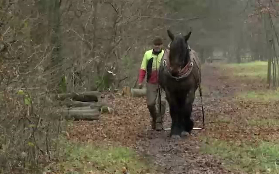 Rückepferd im Einsatz im Wald in Ober-Olm