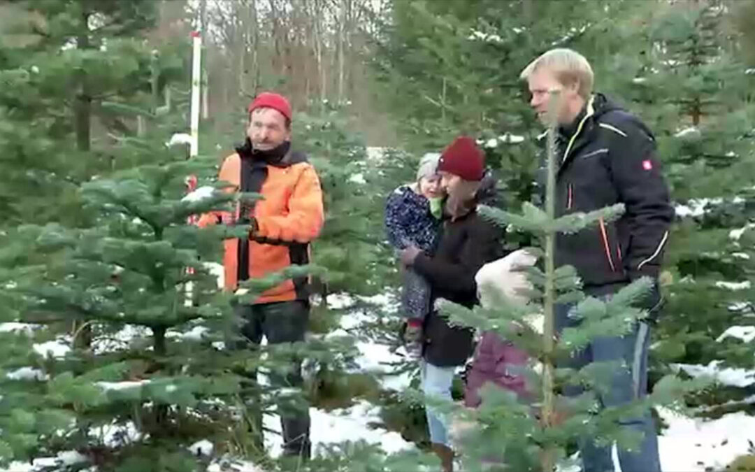 Weihnachtsbaum selbst schlagen