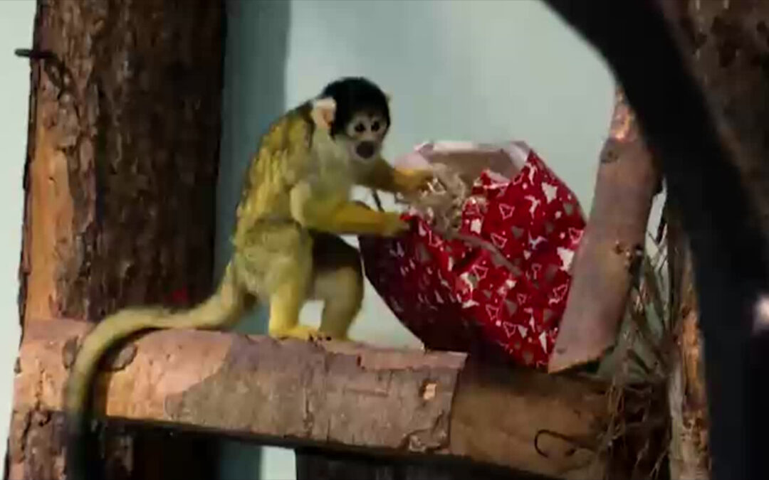 Weihnachtsgeschenke für Zootiere