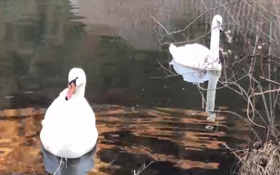 Wer tötet die Schwäne an der Mosel?