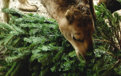Stachelige Überraschung für Tiere im Landauer Zoo