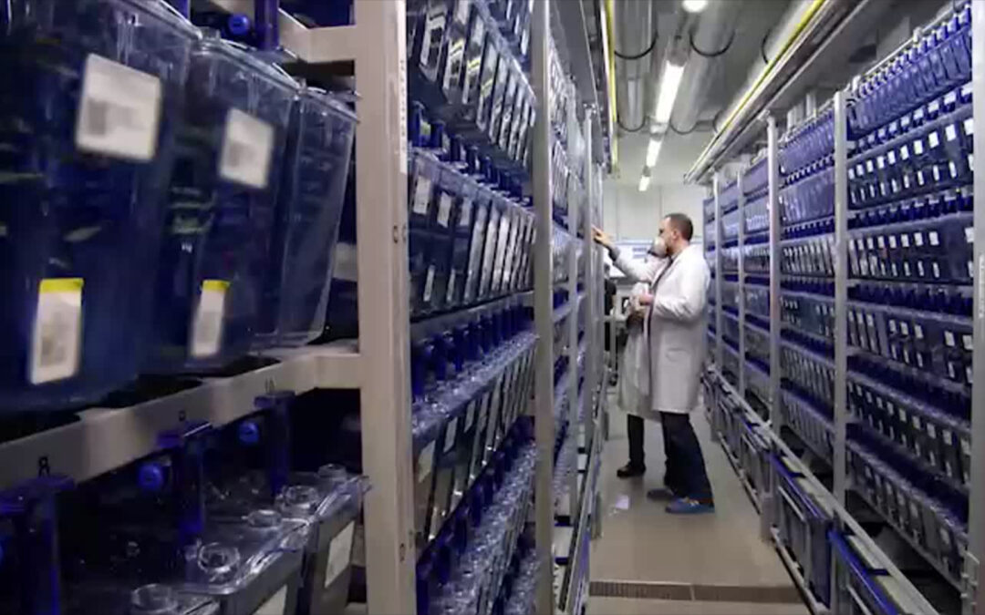 Was Mediziner von Fischen lernen können