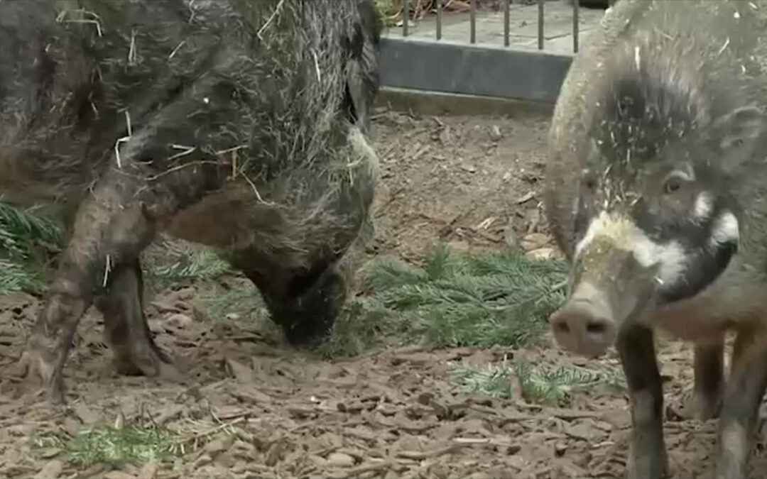 Zootier des Jahres ist das Pustelschwein