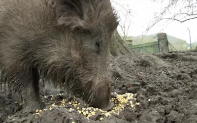 Ein Wildschwein namens Beethoven