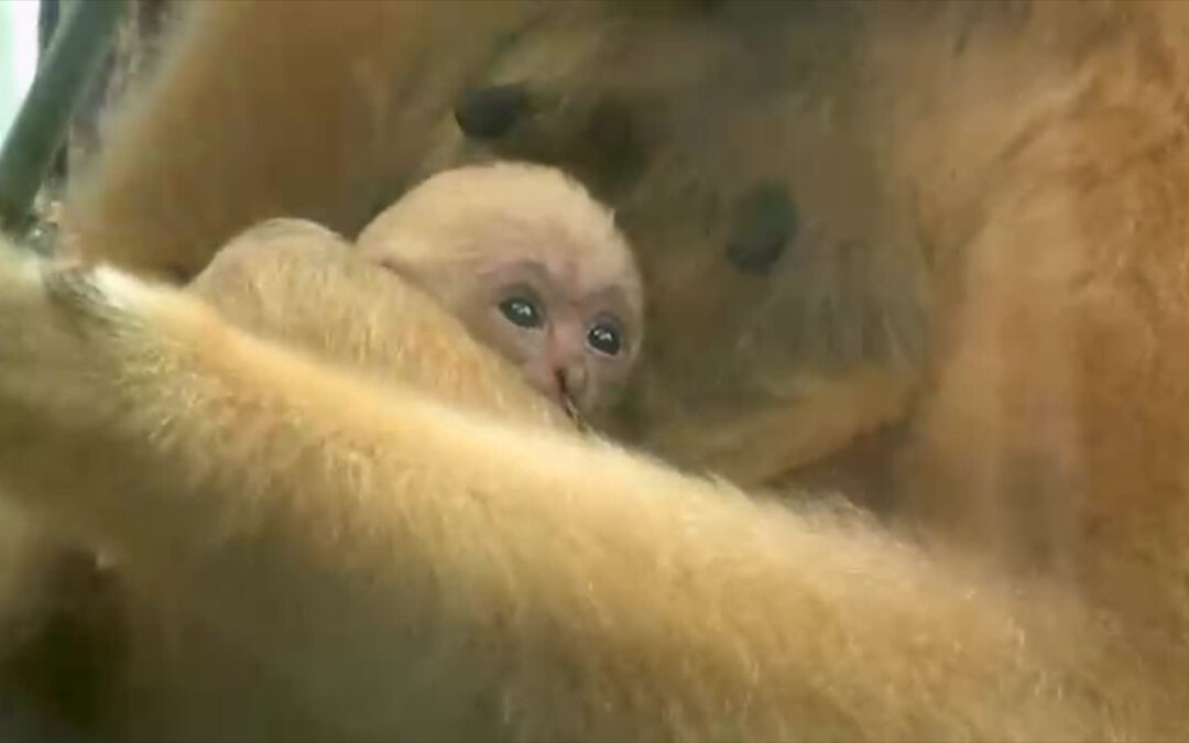 Gibbon-Nachwuchs im Frankfurter Zoo