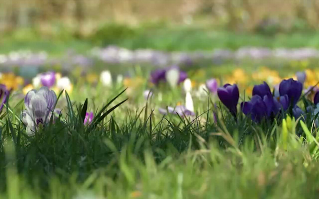 Frühlingsgefühle im Palmengarten
