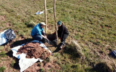 Agroforst – Nachhaltigkeit auf dem Acker
