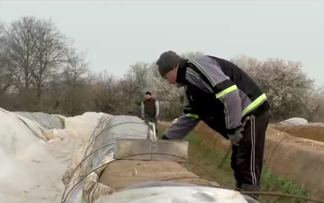 Beginn der Spargelsaison