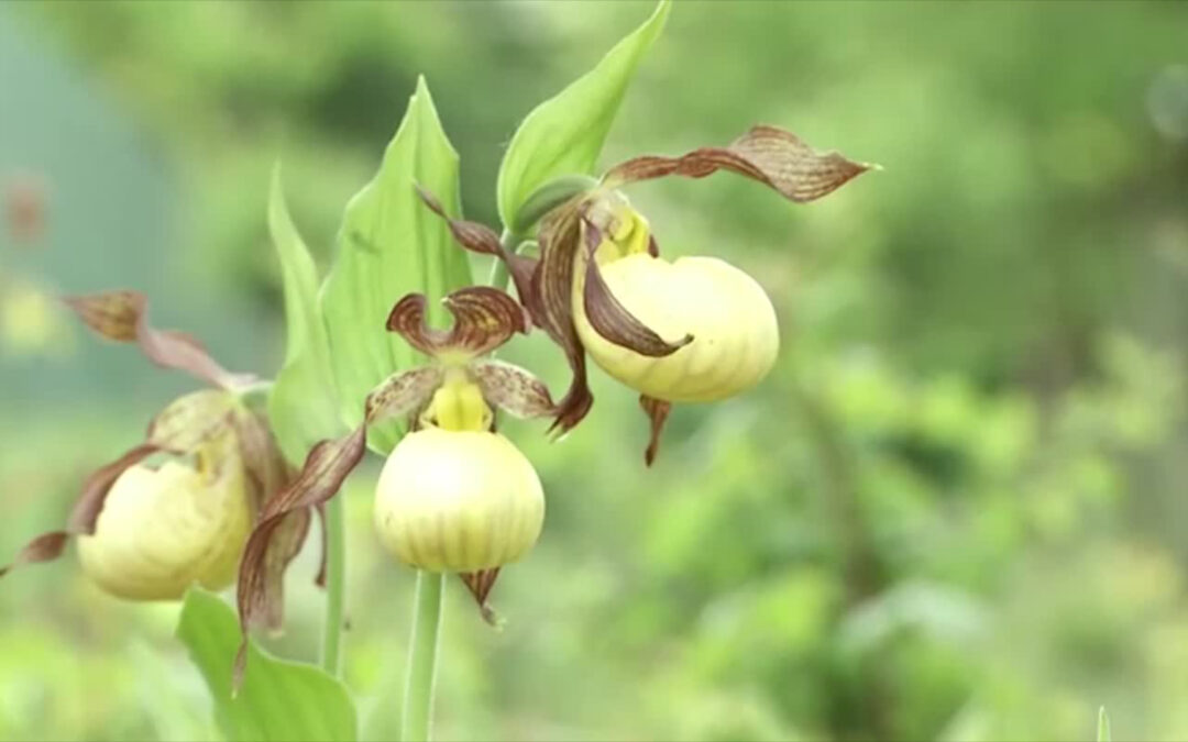 Mission Frauenschuh: Seltene Orchideen werden an geheimen Orten angepflanzt